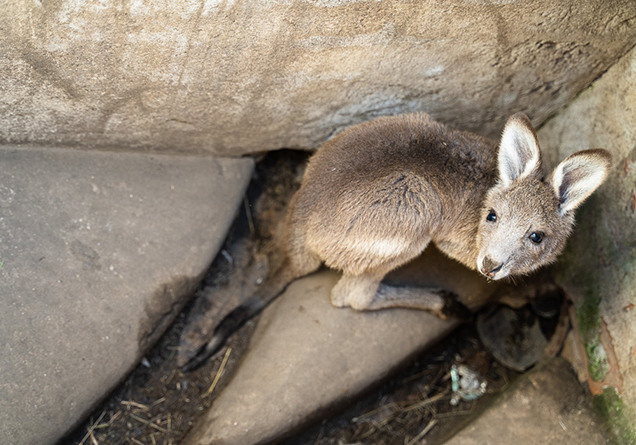 Wallaby standing on rocks